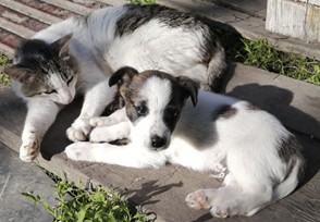 Beneficios de desparasitar a tu mascota Beneficios de desparasitar a tu mascota