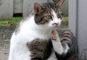 Cómo desparasitar a un gato Cómo desparasitar a un gato