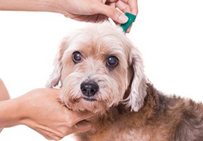 Cómo poner una pipeta Cómo poner una pipeta