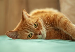 Parásitos intestinales en gatos Parásitos intestinales en gatos